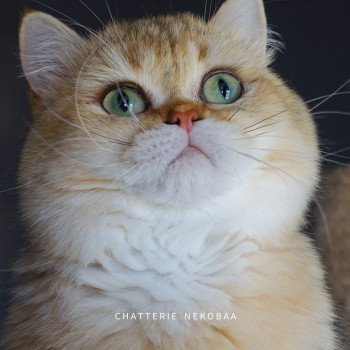 chat British Shorthair black golden shaded Eijimini Chatterie Nekobaa chat British Shorthair black golden shaded Eijimini Chatterie Nekobaa