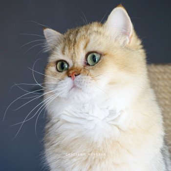 chat British Shorthair black golden shaded Eijimini Chatterie Nekobaa chat British Shorthair black golden shaded Eijimini Chatterie Nekobaa