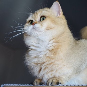 chat British Shorthair black golden shaded Eijimini Chatterie Nekobaa chat British Shorthair black golden shaded Eijimini Chatterie Nekobaa