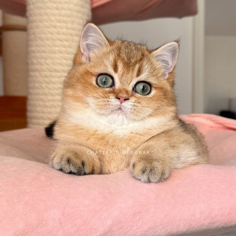 Eli Femelle British Shorthair