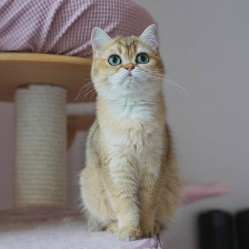 chat British Shorthair black golden ticked tabby Eli Chatterie Nekobaa chat British Shorthair black golden ticked tabby Eli Chatterie Nekobaa