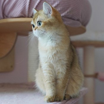 chat British Shorthair black golden ticked tabby Eli Chatterie Nekobaa chat British Shorthair black golden ticked tabby Eli Chatterie Nekobaa