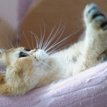 chat British Shorthair black golden ticked tabby Eli Chatterie Nekobaa chat British Shorthair black golden ticked tabby Eli Chatterie Nekobaa