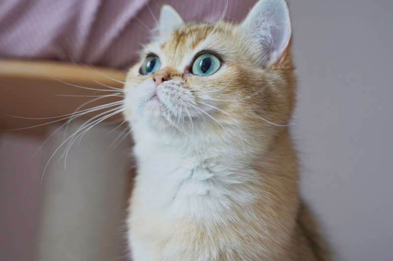 Eli Femelle British Shorthair