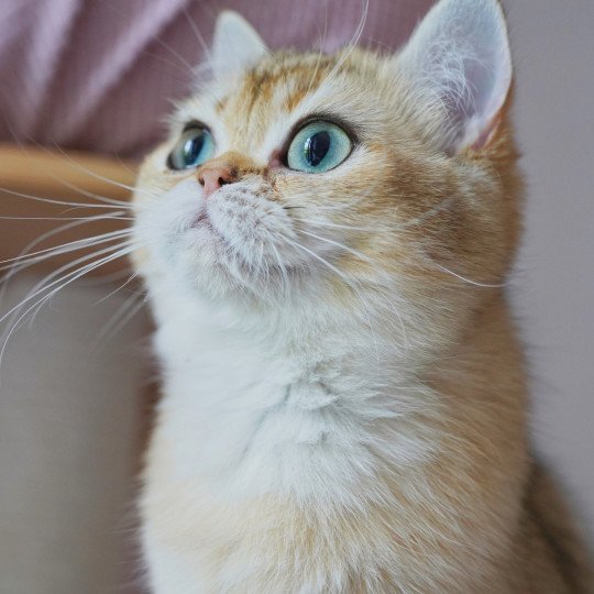 Eli Femelle British Shorthair