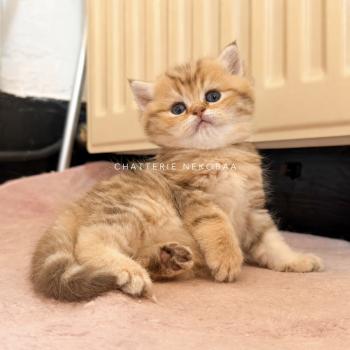 Elicia Femelle British Shorthair