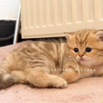 chaton British Shorthair chocolate golden blotched tabby Elicia Chatterie Nekobaa