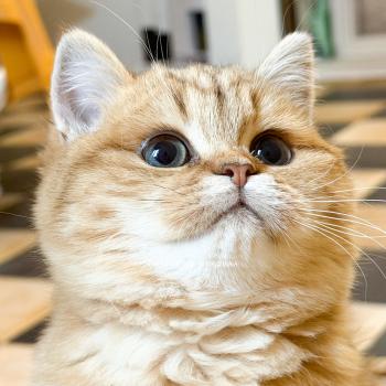 Elicia Femelle British Shorthair