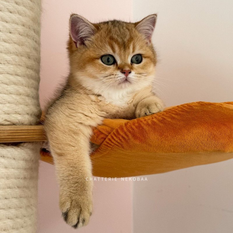 Elon Mâle British Shorthair