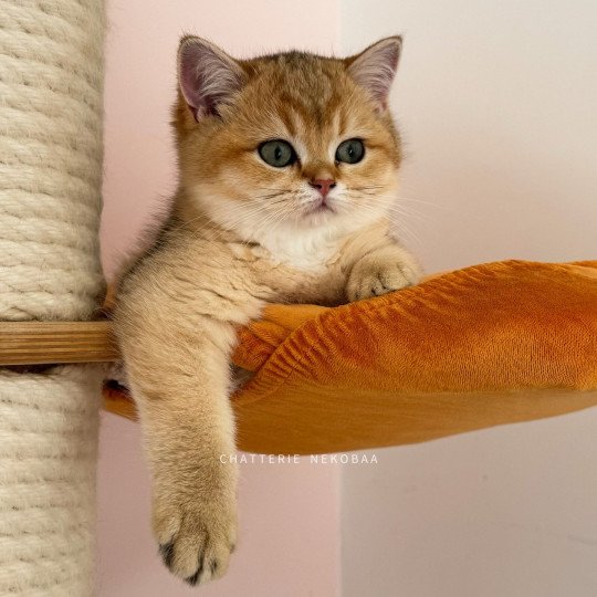 Elon Mâle British Shorthair