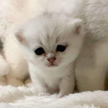 chaton British Shorthair black silver shaded Emi Chatterie Nekobaa