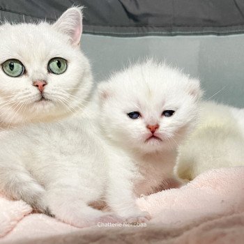 chaton British Shorthair black silver shaded Emi Chatterie Nekobaa