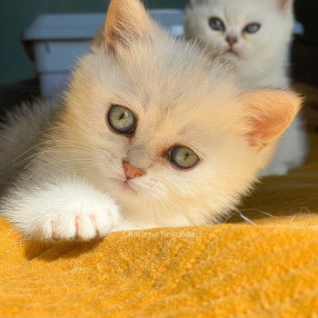 chaton British Shorthair black silver shaded Emi Chatterie Nekobaa