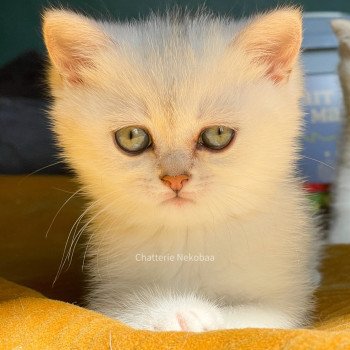 chaton British Shorthair black silver shaded Emi Chatterie Nekobaa