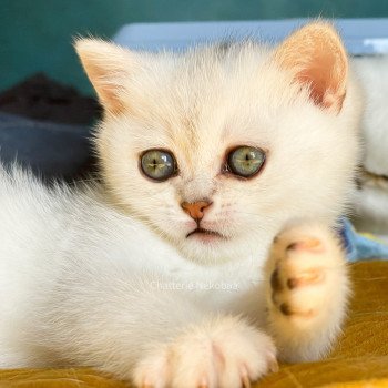 chaton British Shorthair black silver shaded Emi Chatterie Nekobaa