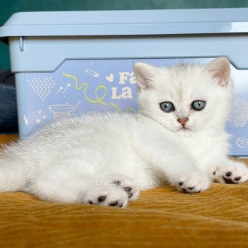 chaton British Shorthair black silver shaded Emi Chatterie Nekobaa