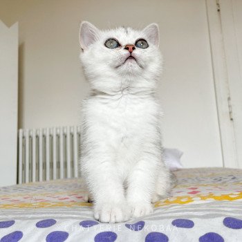 chaton British Shorthair black silver shaded Thelma Emi Chatterie Nekobaa