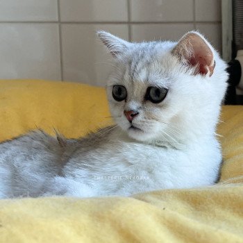 chaton British Shorthair black silver shaded Thelma Emi Chatterie Nekobaa