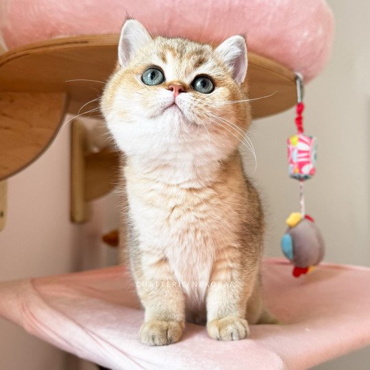 Woolf Etsuko Femelle British Shorthair