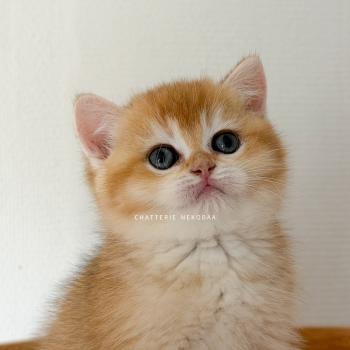 chaton British Shorthair black golden shaded Falco Chatterie Nekobaa