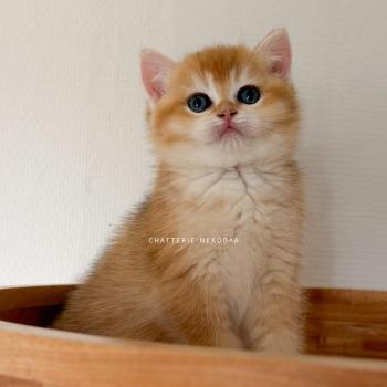 Falco Mâle British Shorthair