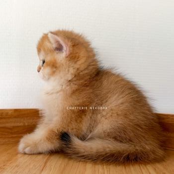 chaton British Shorthair black golden shaded Falco Chatterie Nekobaa
