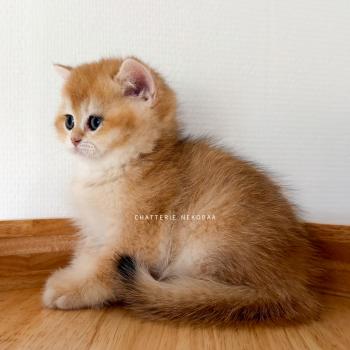 chaton British Shorthair black golden shaded Falco Chatterie Nekobaa
