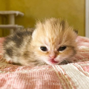 chaton British Shorthair Faye Chatterie Nekobaa