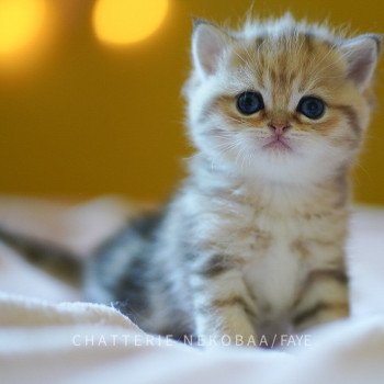 chaton British Shorthair brown (black golden) blotched tabby Faye Chatterie Nekobaa