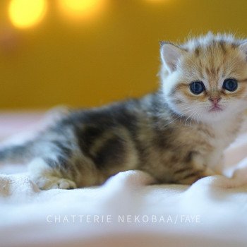 chaton British Shorthair brown (black golden) blotched tabby Faye Chatterie Nekobaa