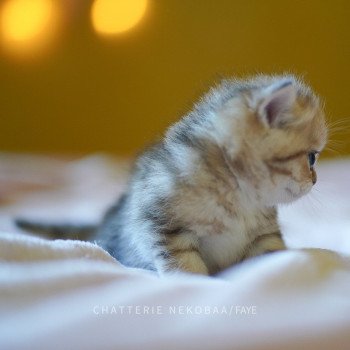 chaton British Shorthair brown (black golden) blotched tabby Faye Chatterie Nekobaa