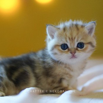 chaton British Shorthair brown (black golden) blotched tabby Faye Chatterie Nekobaa chaton British Shorthair brown (black golden) blotched tabby Faye Chatterie Nekobaa