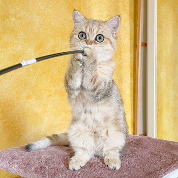 chat British Shorthair black golden blotched tabby Tigrette Faye Chatterie Nekobaa chat British Shorthair black golden blotched tabby Tigrette Faye Chatterie Nekobaa