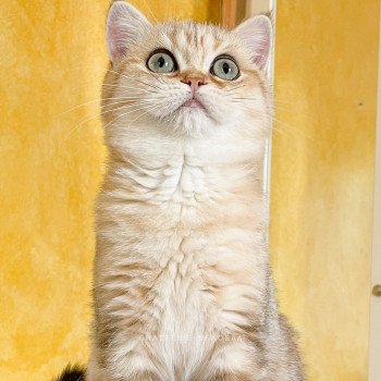 chat British Shorthair black golden blotched tabby Tigrette Faye Chatterie Nekobaa chat British Shorthair black golden blotched tabby Tigrette Faye Chatterie Nekobaa