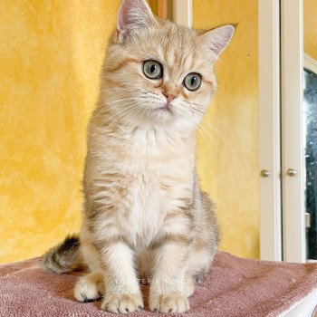 chat British Shorthair black golden blotched tabby Tigrette Faye Chatterie Nekobaa chat British Shorthair black golden blotched tabby Tigrette Faye Chatterie Nekobaa