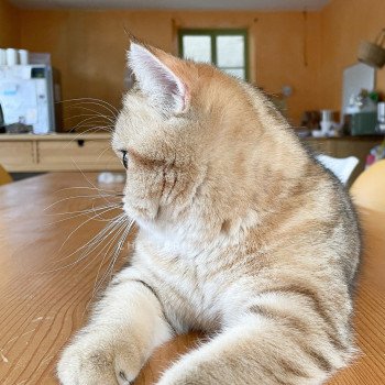 chat British Shorthair black golden blotched tabby Faye Chatterie Nekobaa chat British Shorthair black golden blotched tabby Faye Chatterie Nekobaa
