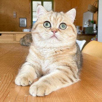 chat British Shorthair black golden blotched tabby Faye Chatterie Nekobaa chat British Shorthair black golden blotched tabby Faye Chatterie Nekobaa