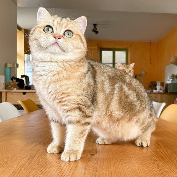 chat British Shorthair black golden blotched tabby Faye Chatterie Nekobaa chat British Shorthair black golden blotched tabby Faye Chatterie Nekobaa