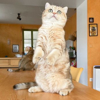 chat British Shorthair black golden blotched tabby Faye Chatterie Nekobaa chat British Shorthair black golden blotched tabby Faye Chatterie Nekobaa