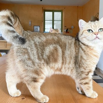 chat British Shorthair black golden blotched tabby Faye Chatterie Nekobaa