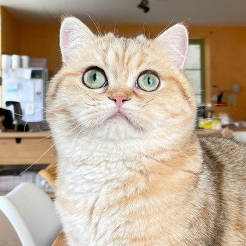 chat British Shorthair black golden blotched tabby Faye Chatterie Nekobaa chat British Shorthair black golden blotched tabby Faye Chatterie Nekobaa