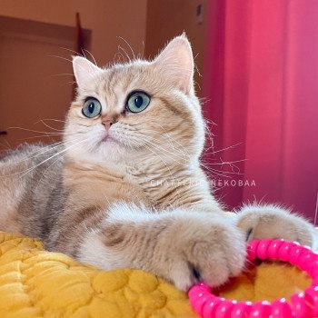 chat British Shorthair black golden blotched tabby Faye Chatterie Nekobaa chat British Shorthair black golden blotched tabby Faye Chatterie Nekobaa