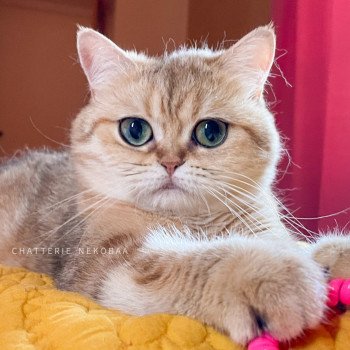 chat British Shorthair black golden blotched tabby Faye Chatterie Nekobaa chat British Shorthair black golden blotched tabby Faye Chatterie Nekobaa