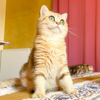 chat British Shorthair black golden blotched tabby Faye Chatterie Nekobaa chat British Shorthair black golden blotched tabby Faye Chatterie Nekobaa