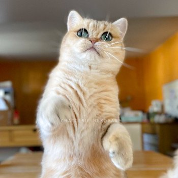 chat British Shorthair black golden blotched tabby Faye Chatterie Nekobaa chat British Shorthair black golden blotched tabby Faye Chatterie Nekobaa