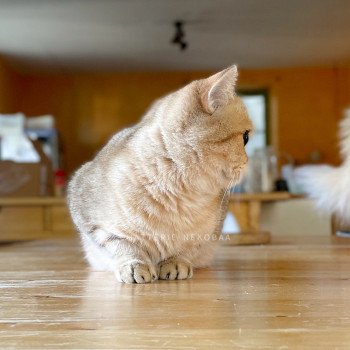 chat British Shorthair black golden blotched tabby Faye Chatterie Nekobaa chat British Shorthair black golden blotched tabby Faye Chatterie Nekobaa