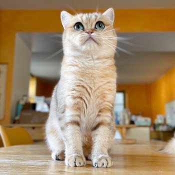 chat British Shorthair black golden blotched tabby Faye Chatterie Nekobaa chat British Shorthair black golden blotched tabby Faye Chatterie Nekobaa