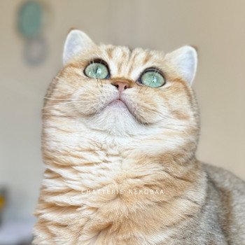 Faye Femelle British Shorthair