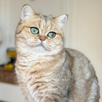 chat British Shorthair black golden blotched tabby Faye Chatterie Nekobaa