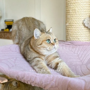 chat British Shorthair black golden blotched tabby Faye Chatterie Nekobaa chat British Shorthair black golden blotched tabby Faye Chatterie Nekobaa